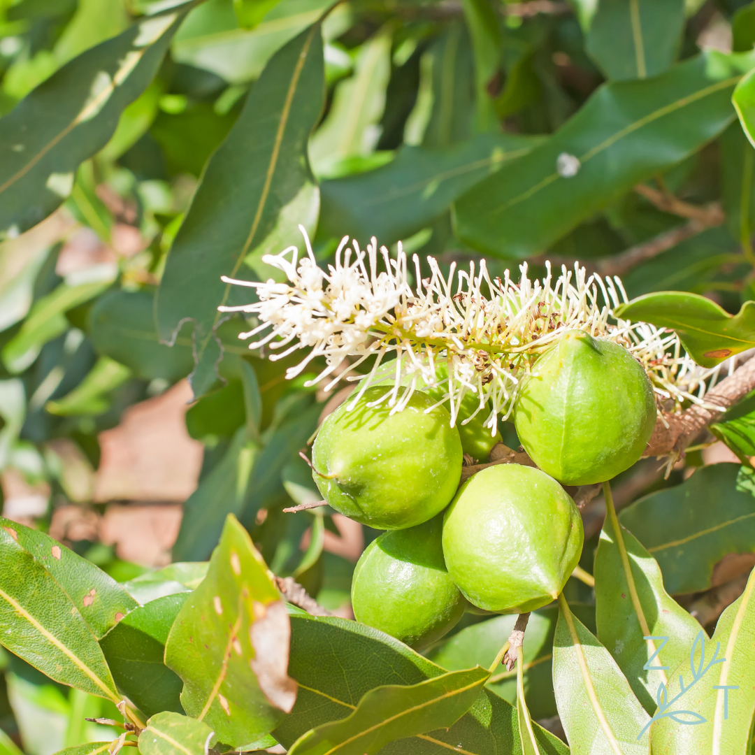 Macadamianoten macadamia noten notenmix ZijTak